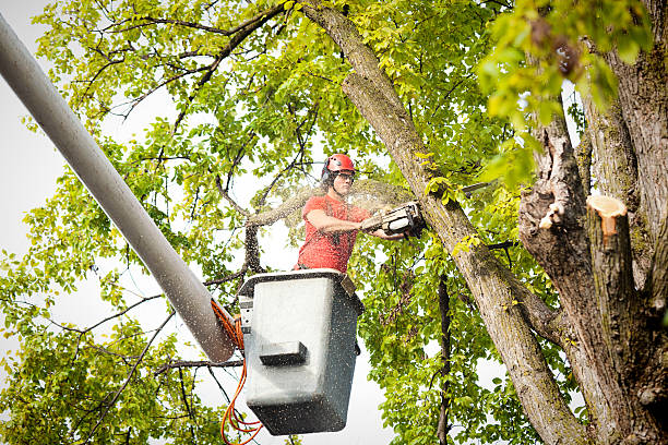 How Our Tree Care Process Works  in  Littleton Common, MA