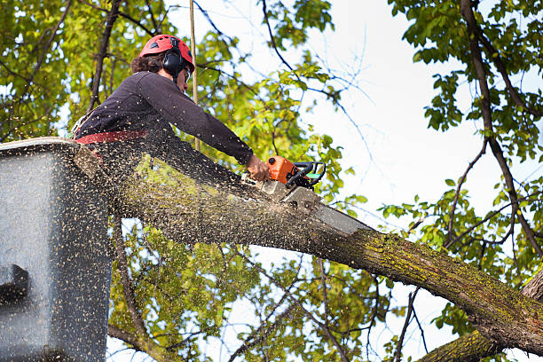 Best Weed Control  in Littleton Common, MA